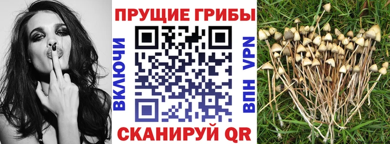 купить  цена  Жиздра  Галлюциногенные грибы мухоморы 